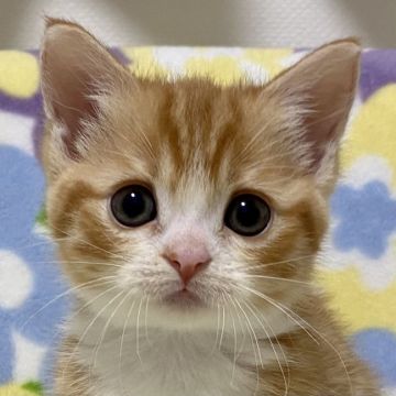 マンチカン(短足)【東京都・女の子・2022年4月3日・レッドタビー（短毛）】の写真「短足・短毛・レッドタビー・女の子」