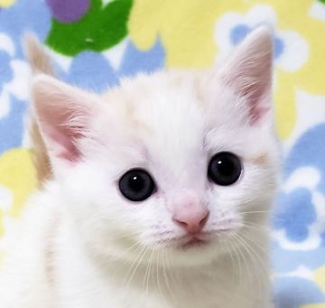 マンチカン(短足)【東京都・男の子・2019年10月2日・レッドタビー&ホワイト（短毛）】の写真「短足・短毛・男の子。」