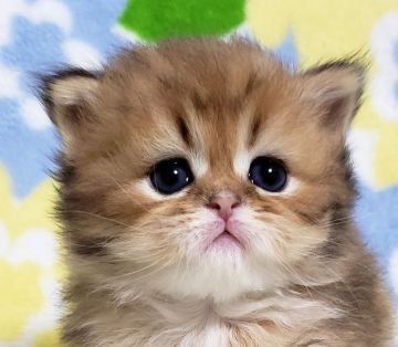 ペルシャ(チンチラ)【東京都・男の子・2020年1月30日・チンチラゴールデン】の写真「チンチラゴールデン・男の子。」