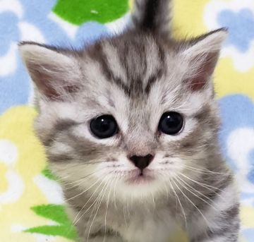 マンチカン(短足)【東京都・男の子・2019年10月7日・シルバータビー（短毛）】の写真「短足・短毛・タレ目の男の子。」