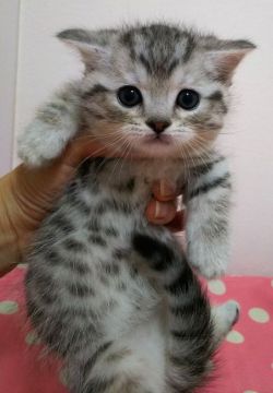 マンチカン(短足)【東京都・男の子・2019年1月27日・シルバータビー（短毛）】の写真「短足・短毛・男の子🎵」