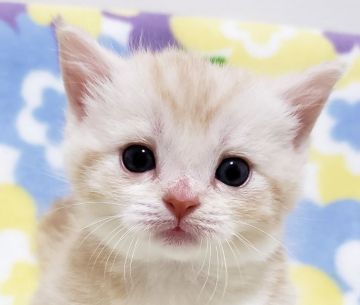 マンチカン(短足)【東京都・女の子・2019年10月8日・レッドタビー&ホワイト（短毛）】の写真「短足・短毛・女の子。」