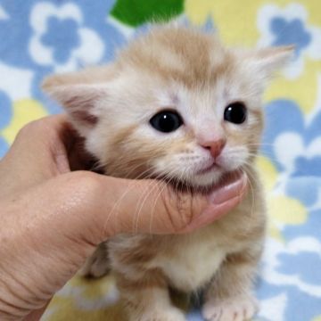 マンチカン(短足)【東京都・男の子・2019年5月15日・クリームタビー（短毛）】の写真「クリームタビー・男の子」