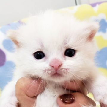 マンチカン(短足)【東京都・女の子・2020年1月30日・レッドタビー&ホワイト（長毛）】の写真「短足・長毛・女の子。」