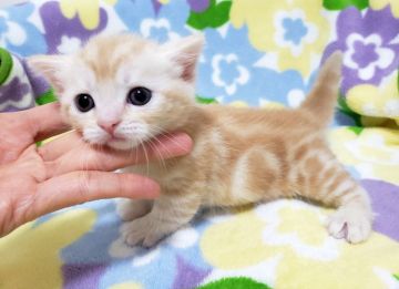 マンチカン(短足)【東京都・男の子・2019年5月15日・レッドタビー】の写真「レッドタビー・男の子」