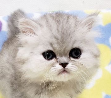 ペルシャ(チンチラ)【東京都・男の子・2019年4月29日・チンチラシルバー】の写真「お目目パッチリ！美形男子です。」