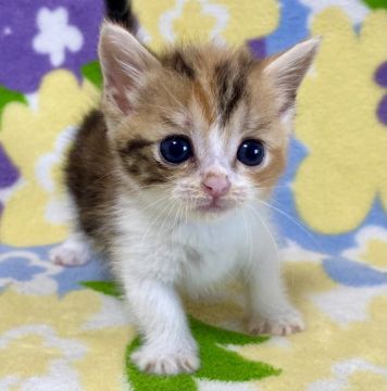 マンチカン(短足)【東京都・女の子・2022年4月25日・ブラウンパッチドタビー&ホワイト（短毛）】の写真「短足・短毛・ブラウンパッチドタビー&ホワイト・女子」