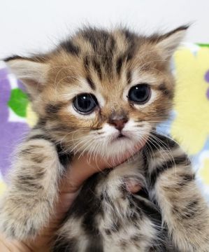 ミヌエット【東京都・男の子・2019年5月16日・ブラウンタビー（中毛）】の写真「ブラウンタビー・短足・男の子」