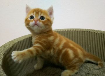 マンチカン(長足)【東京都・男の子・2019年1月24日・レッドタビー（短毛）】の写真「足長  短毛  男の子」