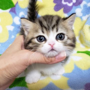 ミヌエット【東京都・男の子・2019年5月16日・ブラウンタビー&ホワイト】の写真「短足・中毛・お目目パッチリ・男の子。」