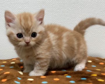 マンチカン(短足)【東京都・男の子・2019年2月19日・レッドタビー（短毛）】の写真「4月14日(日)までの期間限定募集です！」