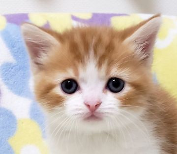 マンチカン(長足)【東京都・男の子・2019年10月2日・レッドタビー&ホワイト（短毛）】の写真「足長・短毛・男の子。」