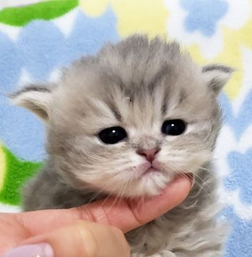 ペルシャ(チンチラ)【東京都・男の子・2019年12月27日・ブルーチンチラゴールデン】の写真「ブルーチンチラゴールデン・男の子。
珍しいお色です」