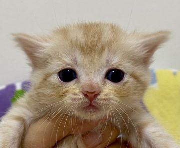 マンチカン(長足)【東京都・女の子・2021年7月7日・レッドタビー（短毛）】の写真「足長・短毛・レッドタビー・女の子」