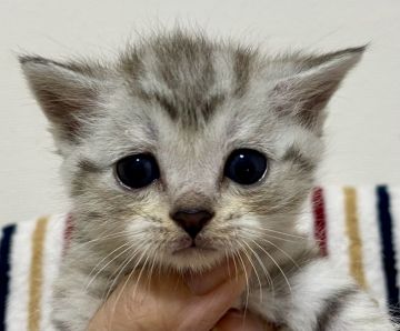 マンチカン(長足)【東京都・男の子・2021年12月17日・シルバータビー（短毛）】の写真「足長・短毛・シルバータビー・男の子」