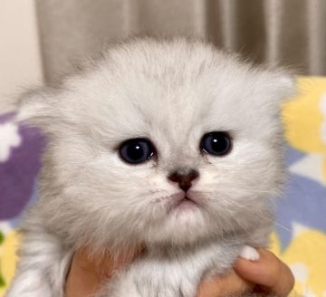 ペルシャ(チンチラ)【東京都・男の子・2021年5月28日・チンチラシルバー】の写真「チンチラシルバー・男の子」