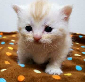 マンチカン(短足)【東京都・男の子・2019年2月19日・クリームタビー】の写真「短足・男の子・クリームタビー」