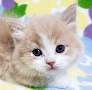 マンチカン(短足)【東京都・男の子・2019年10月17日・クリームタビー&ホワイト（長毛）】の写真「短足・長毛・男の子。」