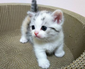 マンチカン(短足)【東京都・女の子・2019年1月27日・ダイリュートキャリコ（短毛）】の写真「ダイリュートキャリコ  短足  女の子」