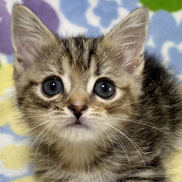 マンチカン(短足)【東京都・女の子・2022年4月25日・ブラウンタビー（短毛）】の写真「短足・短毛・ブラウンタビー・女の子」