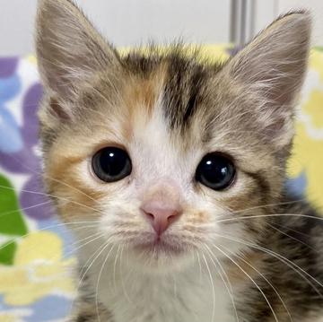 マンチカン(長足)【東京都・女の子・2022年4月25日・ブラウンパッチドタビー&ホワイト（短毛）】の写真「足長・短毛・ブラウンPDタビー&ホワイト・女の子」