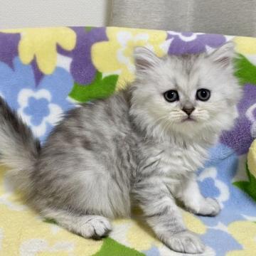 ミヌエット【東京都・女の子・2022年7月26日・シルバータビー（長毛）】の写真「足長・長毛・シルバータビー・女の子」