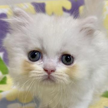 ミヌエット【東京都・男の子・2022年7月26日・クリーム（長毛）】の写真「短足・長毛・クリーム・男の子」