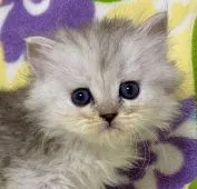 ミヌエット(長足)【東京都・女の子・2022年6月20日・シルバータビー】の写真1「7月24日撮影」