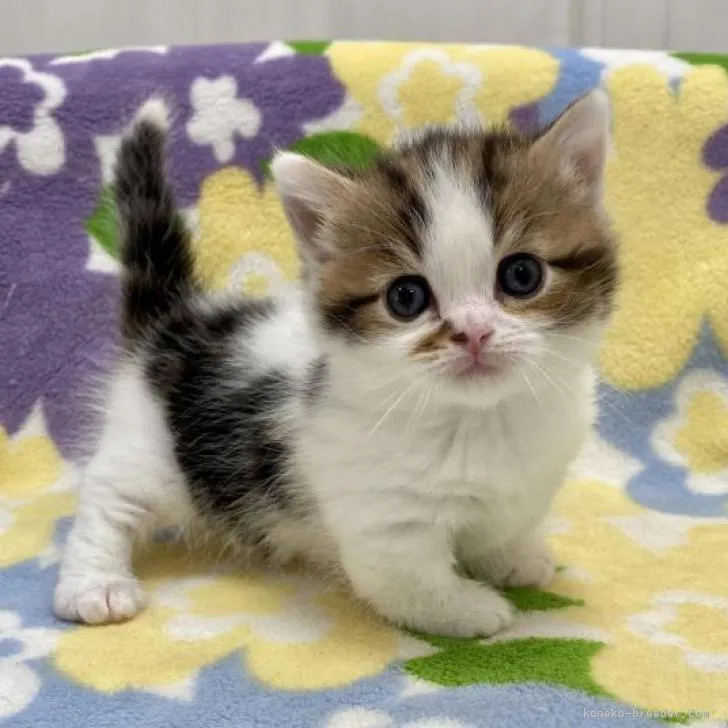 ID:2212-00361の子猫