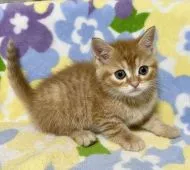 マンチカン(長足)【東京都・女の子・2022年2月20日・レッドタビー】の写真2「4月8日撮影」