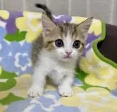 ミヌエット(短足)【東京都・男の子・2022年7月4日・ブラウンタビー&ホワイト】の写真2「9月2日撮影」