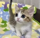 ミヌエット(短足)【東京都・男の子・2022年7月4日・ブラウンタビー&ホワイト】の写真3「9月2日撮影」