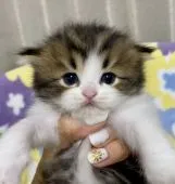 マンチカン(長足)【東京都・男の子・2021年6月4日・ブラウンタビー&ホワイト】の写真3「7月2日撮影」