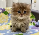 ペルシャ(チンチラ)【東京都・男の子・2022年10月21日・チンチラゴールデン】の写真3「12月4日撮影」