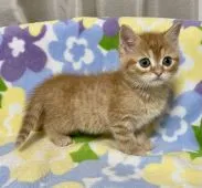 マンチカン(長足)【東京都・女の子・2022年2月20日・レッドタビー】の写真5「4月8日撮影」