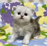 ペルシャ(チンチラ)【東京都・女の子・2022年6月7日・チンチラシルバー】の写真5「7月6日撮影」