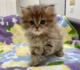 ペルシャ(チンチラ)【東京都・男の子・2022年10月21日・チンチラゴールデン】の写真5「12月4日撮影」