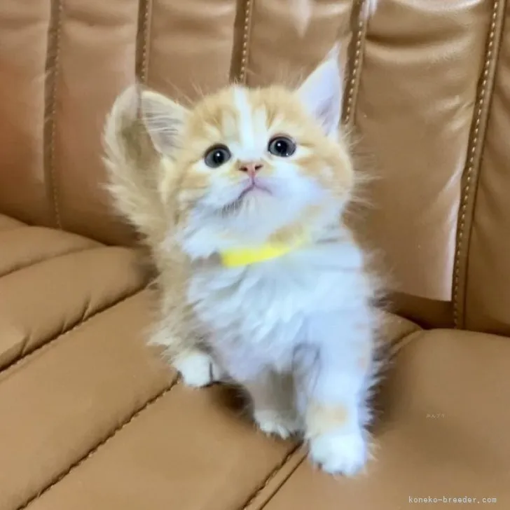 ID：2311-01734の子猫