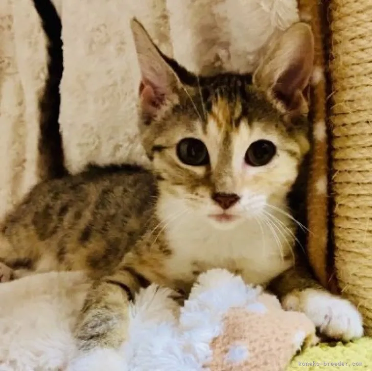 ID：2308-01862の子猫