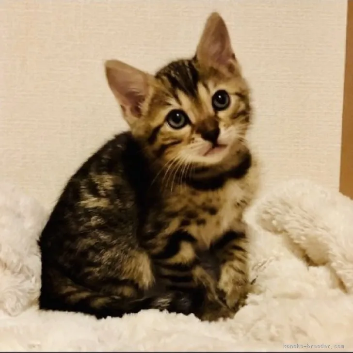 ID：2304-00948の子猫