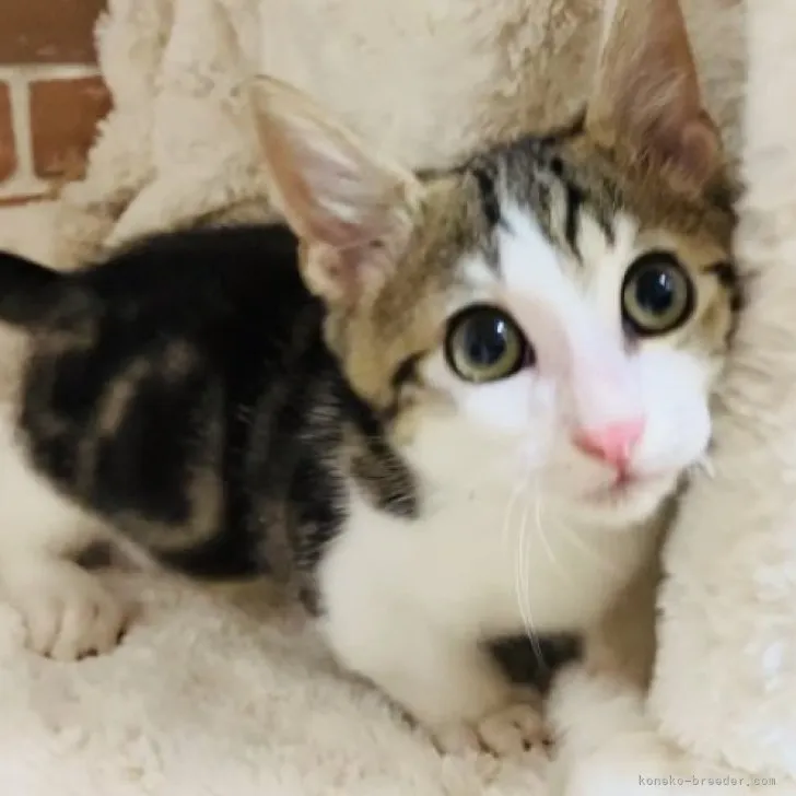ID：2308-01864の子猫