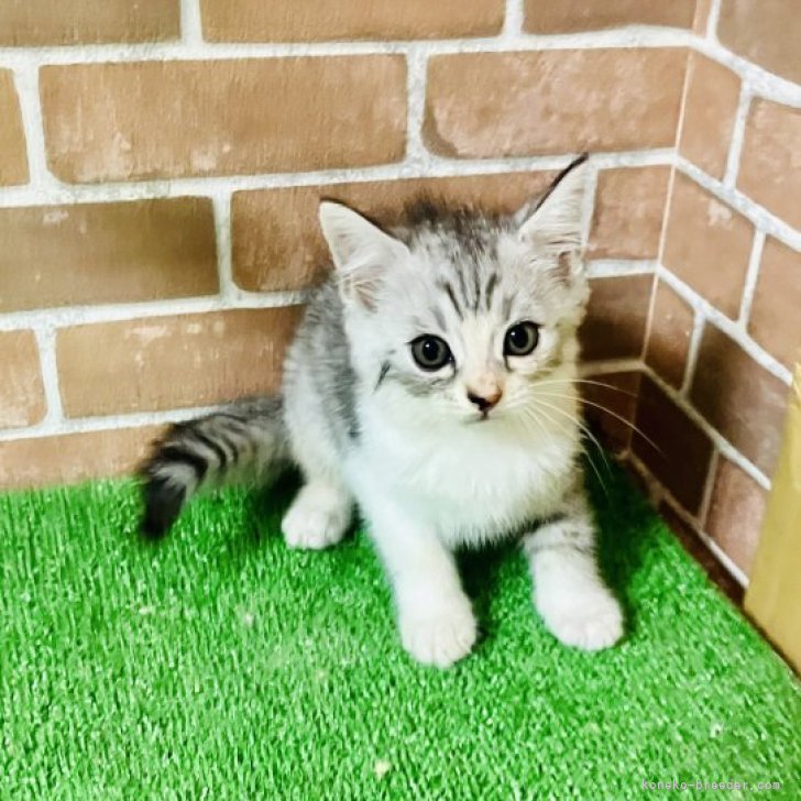 50’s アールデコ 猫ちゃん ブローチ 50's アールデコ 猫ちゃん ブローチ （Mexico シルバー925