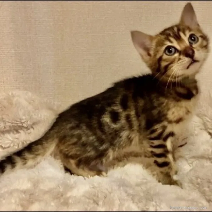 ID：2304-00947の子猫