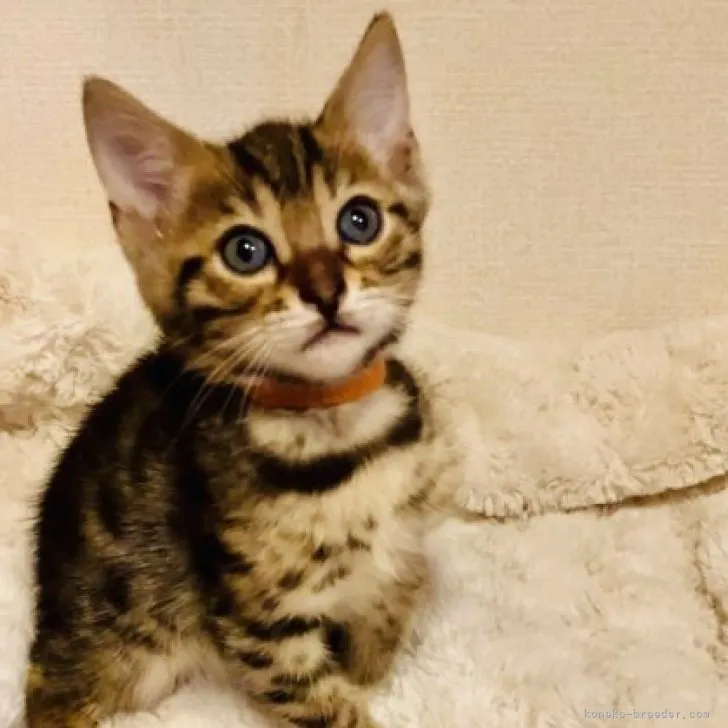 ID：2304-00944の子猫