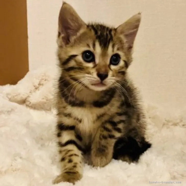 ID：2304-00946の子猫