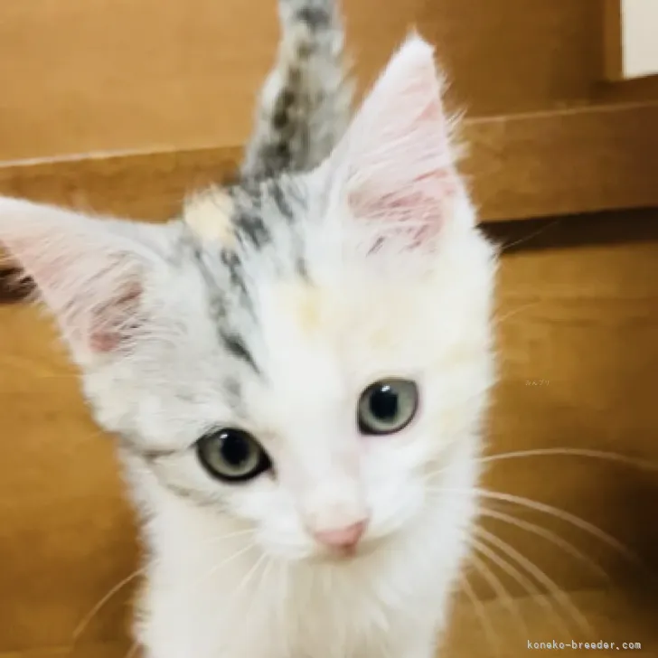 ID：2309-00278の子猫