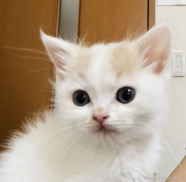 ID：2205-00381の子猫