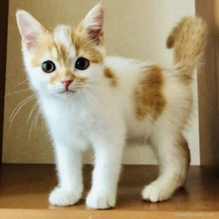 ID：2208-03013の子猫