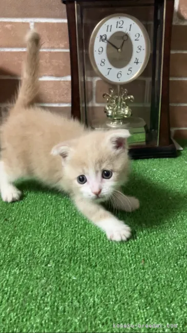 ID：2309-00946の子猫