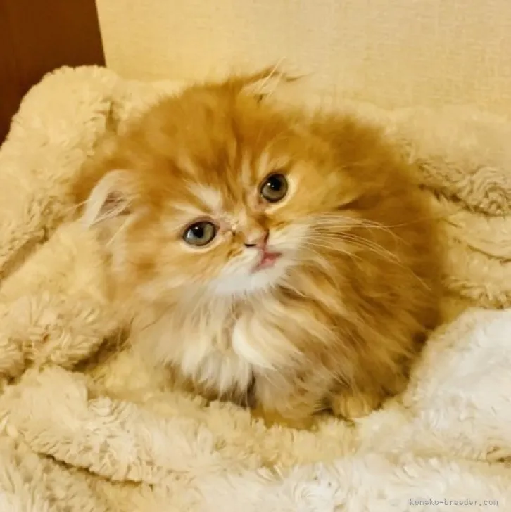 ID：2303-02149の子猫